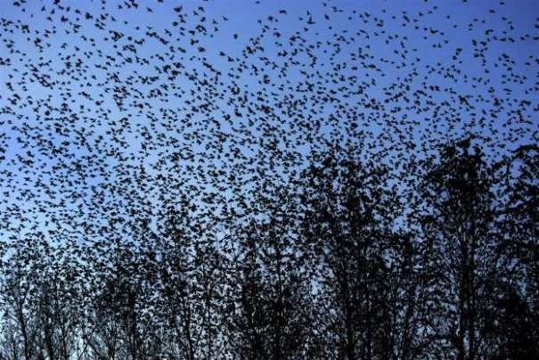 شبکه اینترنت «۵جی» عامل احتمالی مرگ پرندگان در هلند